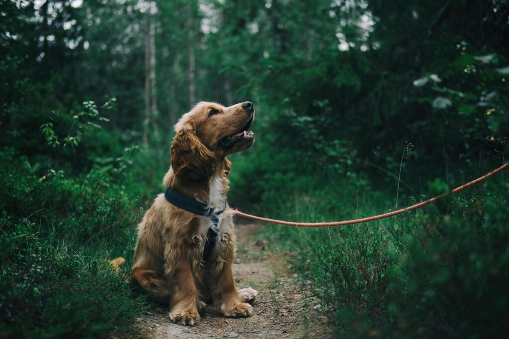 How the Dog Found Himself a New Master Q&A| CBSE Class 6