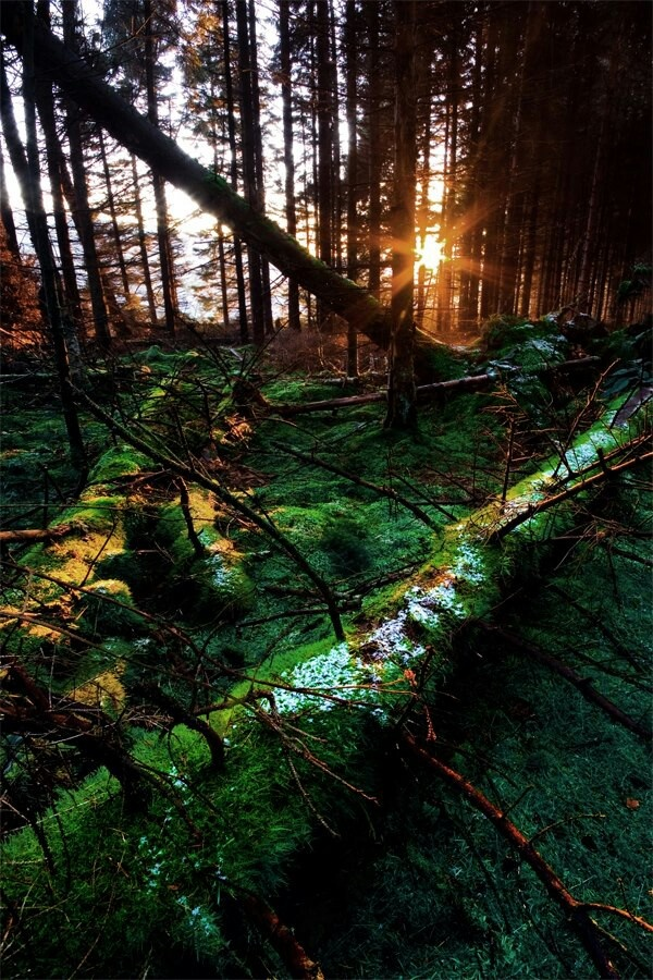 When Great Trees Fall by Maya Angelou poem summary, analysis and line by line explanation